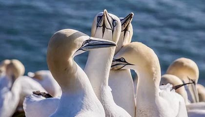 周日015德甲:波鸿VS法兰克福,难挡法兰克福反击,数据倾向客队