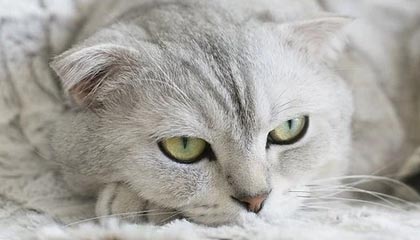 7500万+免签神操作?利物浦国米要1换1,范戴克巴斯托尼互换东家